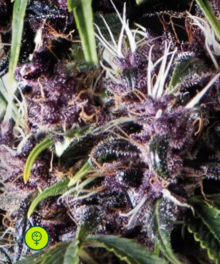 Purple 3