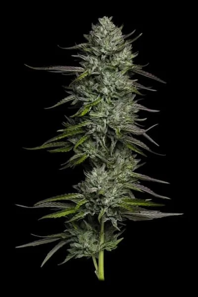 Redemption Indica 2