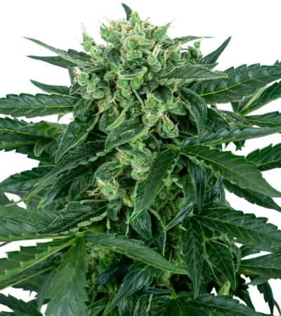 Sensi Amnesia