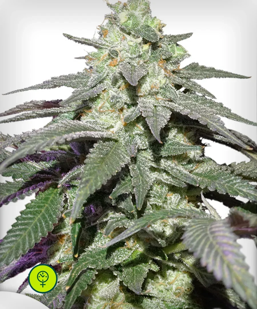 Skywalker Haze
