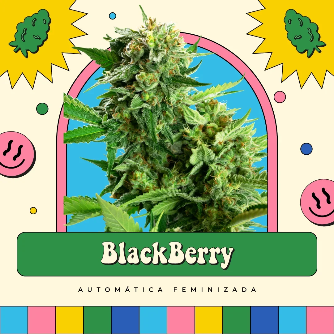 Blackberry 3