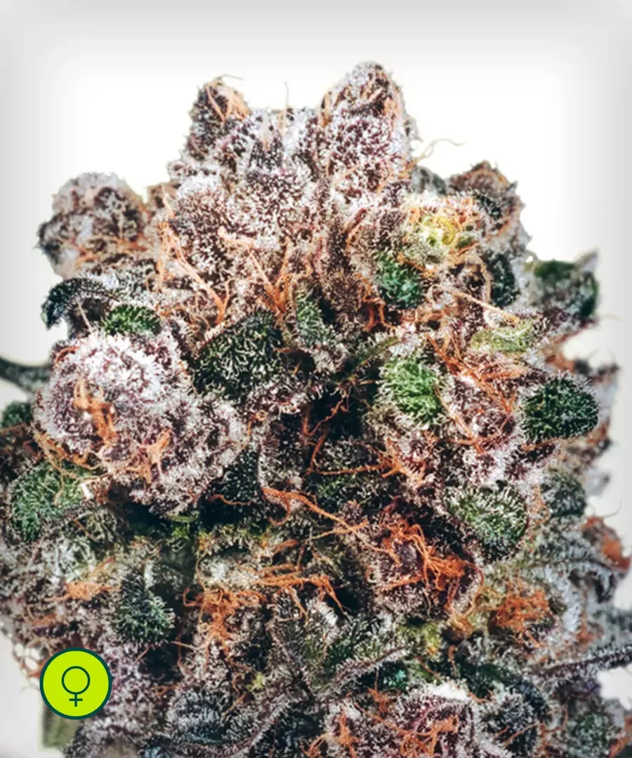 Blueberry