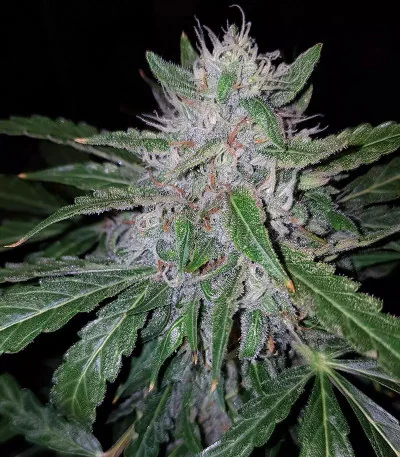 Gg 4 Latitudsurseeds 3