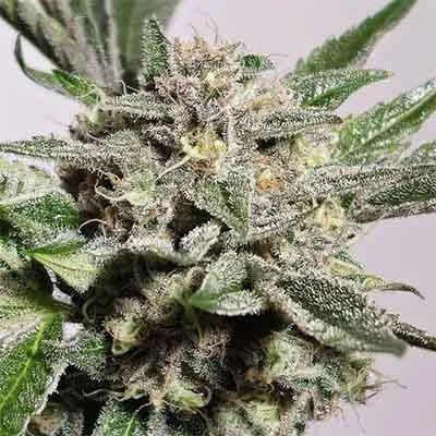 Pink Fritter 4