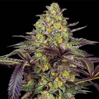 Grapevine Candy