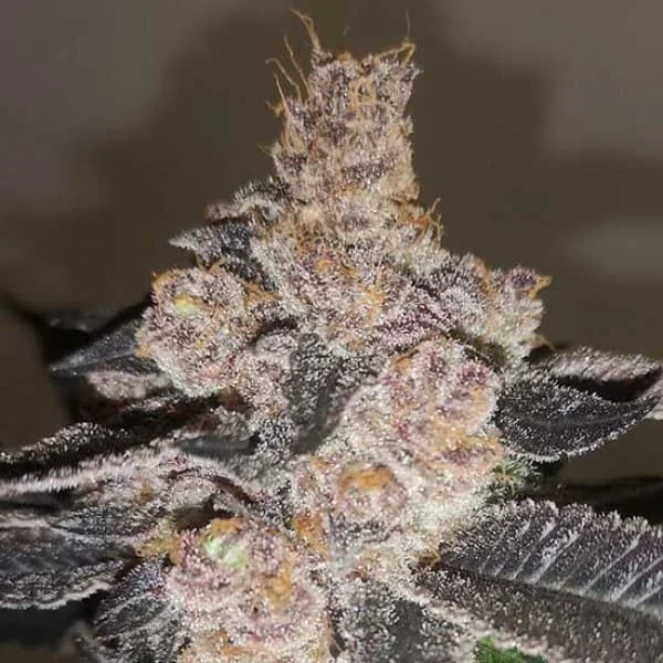 Gelato