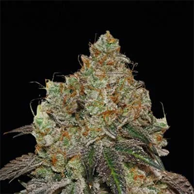 Frosty Tooth