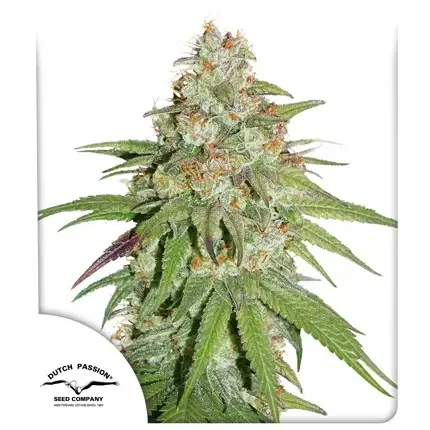 Glueberry Og
