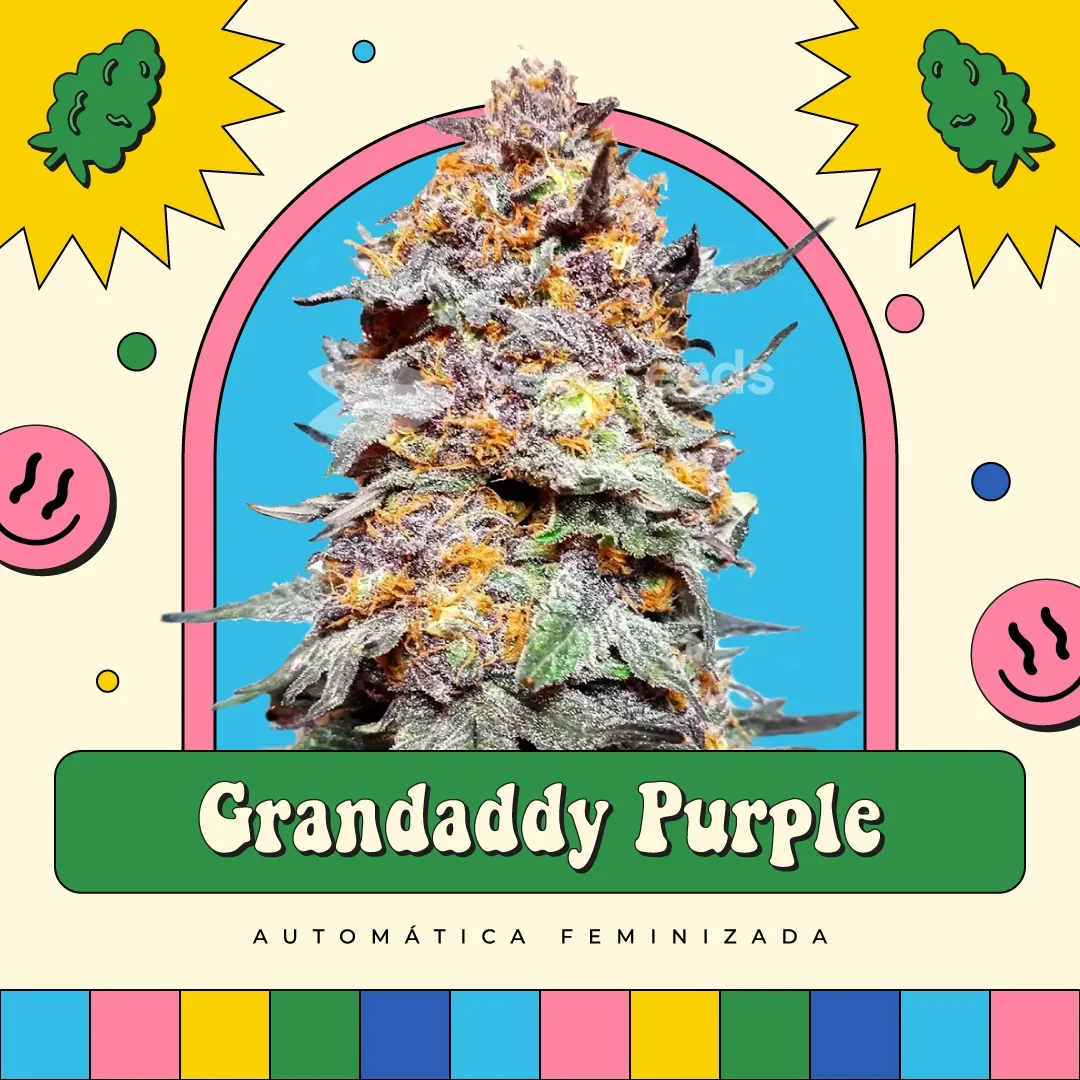 Granddaddy Purple