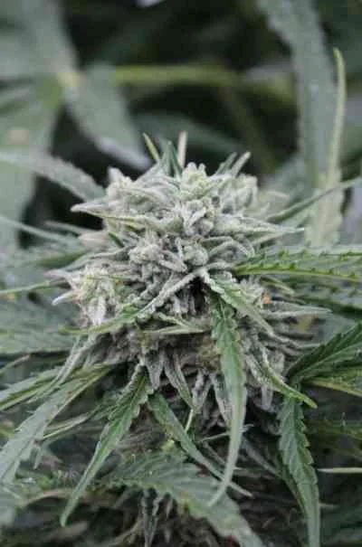 Northern Lights