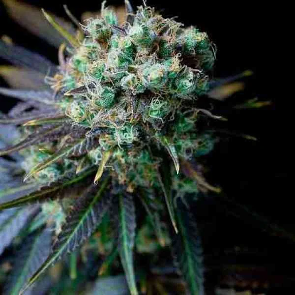 Dinamed Cbd 4
