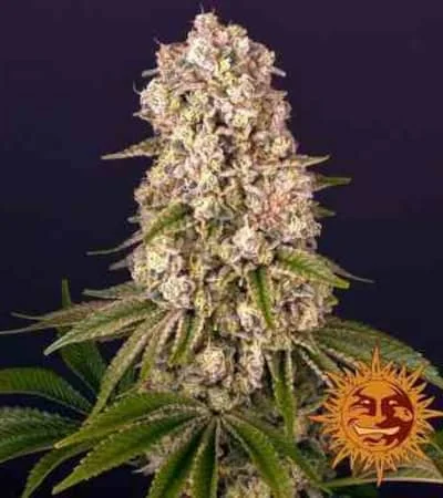 Tropicanna Banana