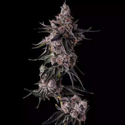Lemon Cherry Pave