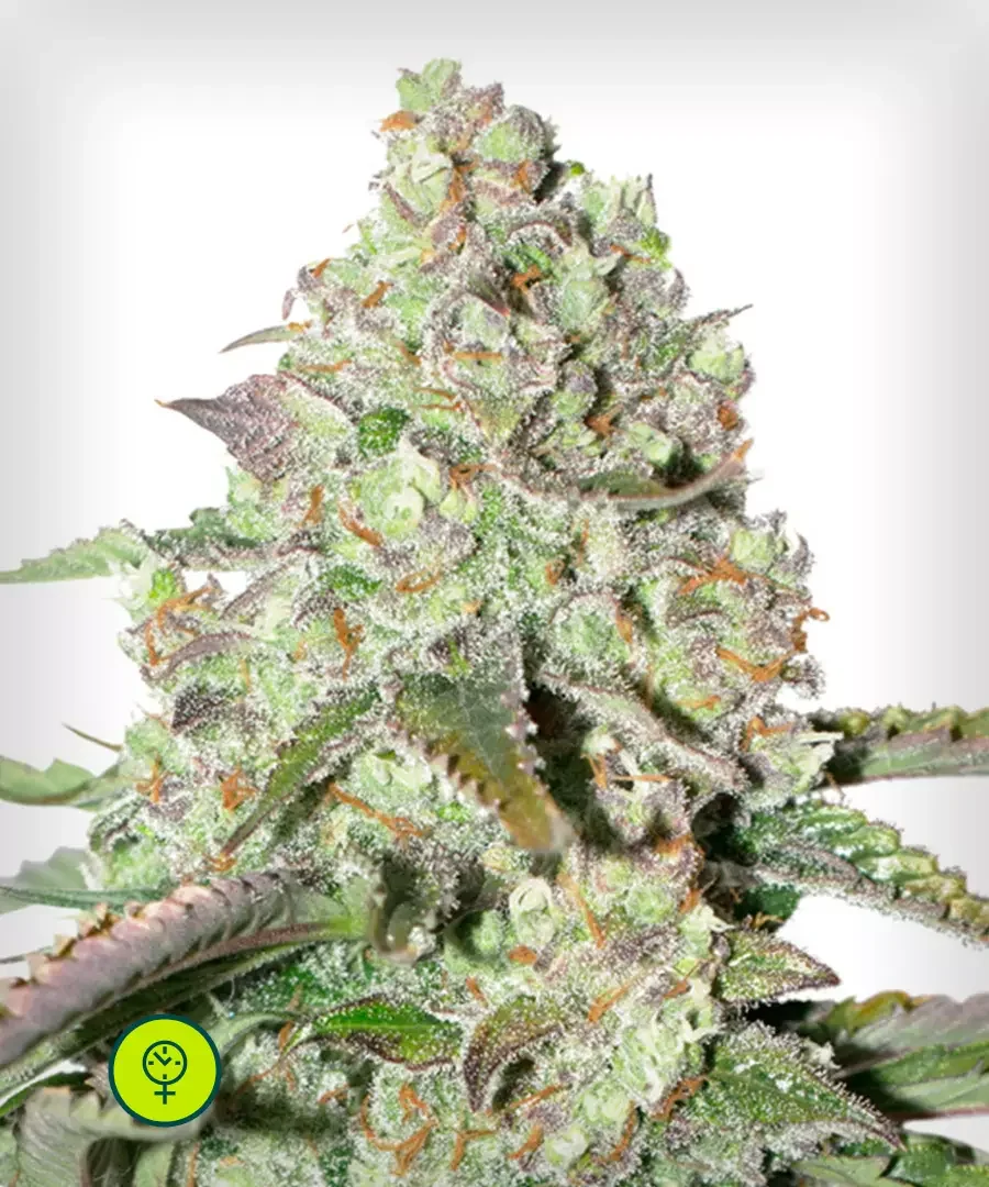 Colorado Cookies 4