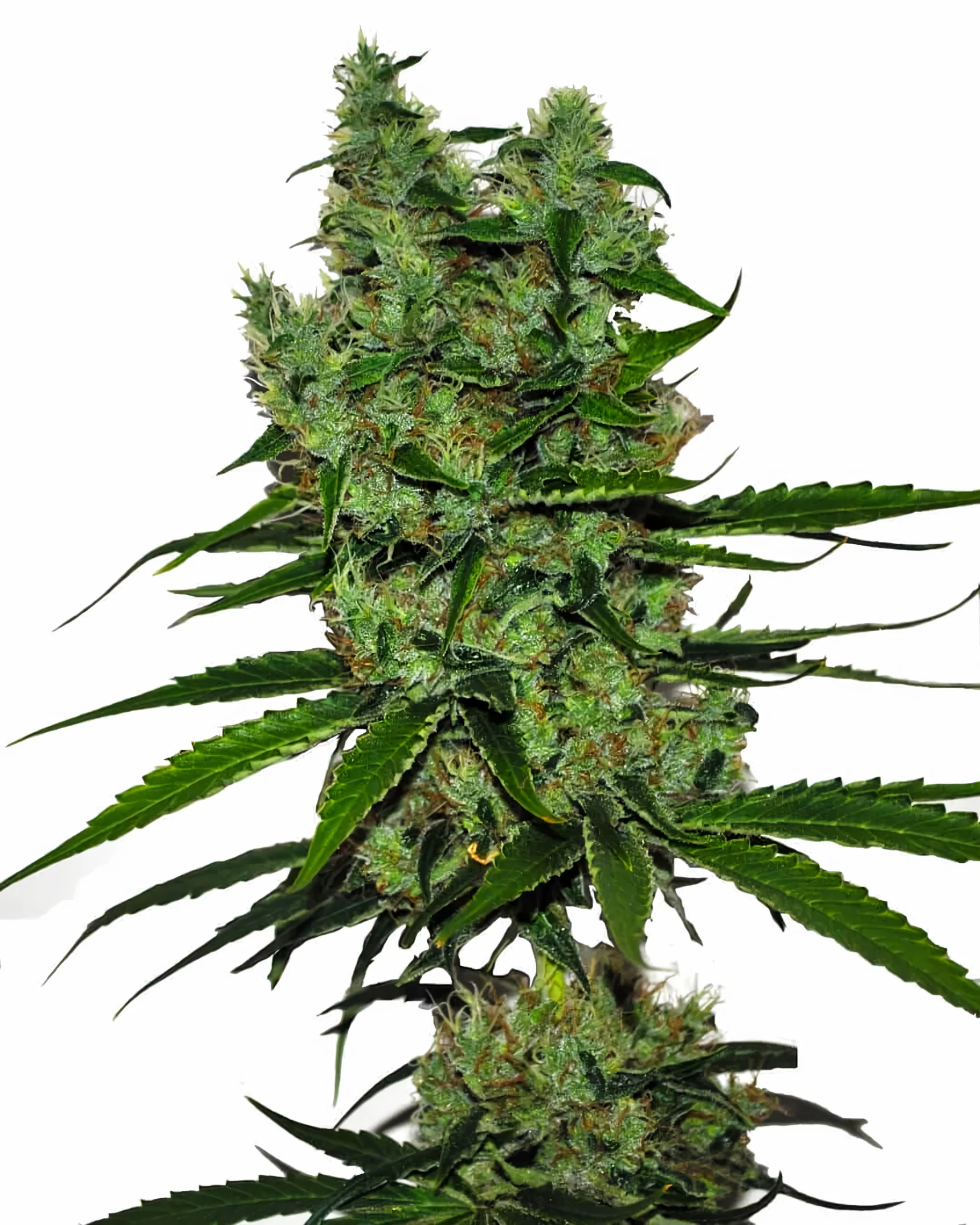 Somango