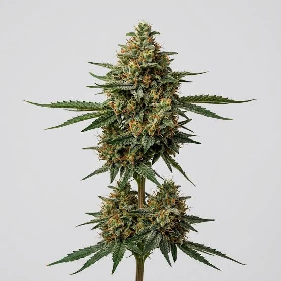 Super Skunk