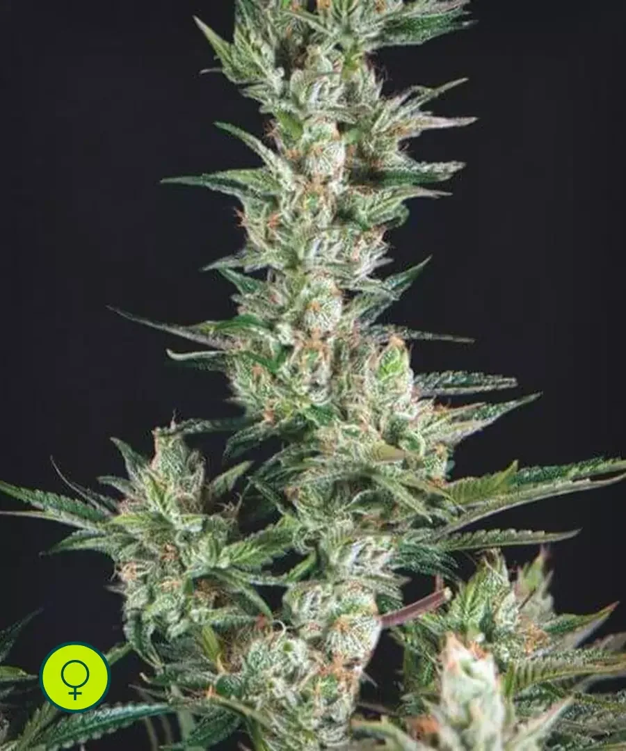 La Confidential 4