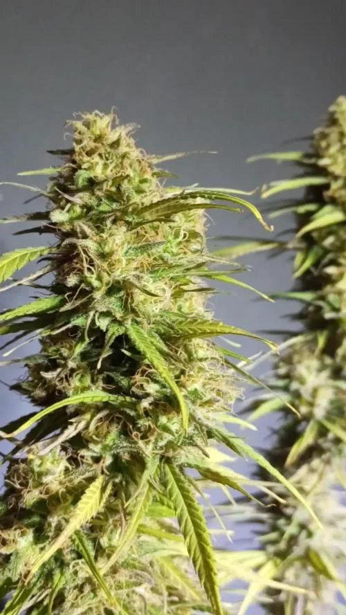 Citrus Limonia Cbd