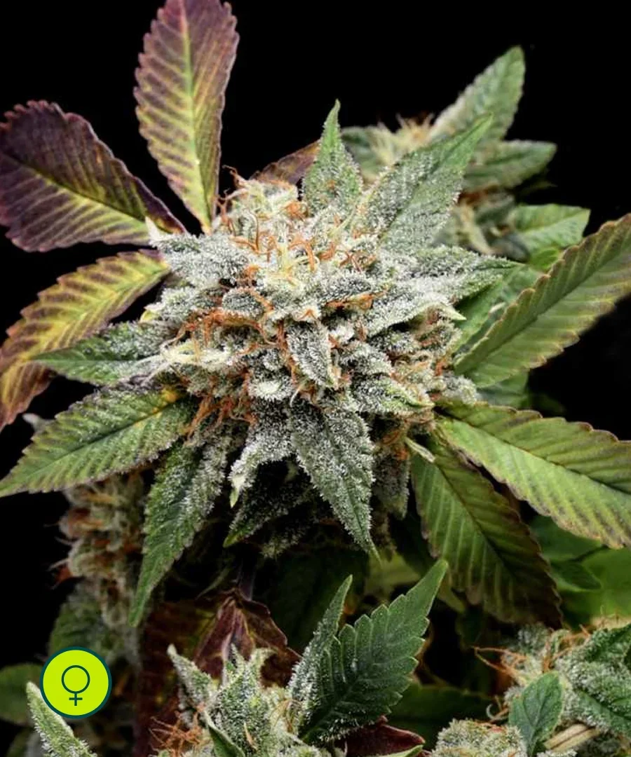Sunset Sherbet