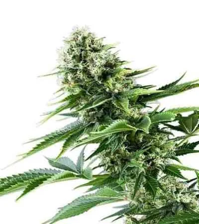 Power Flower
