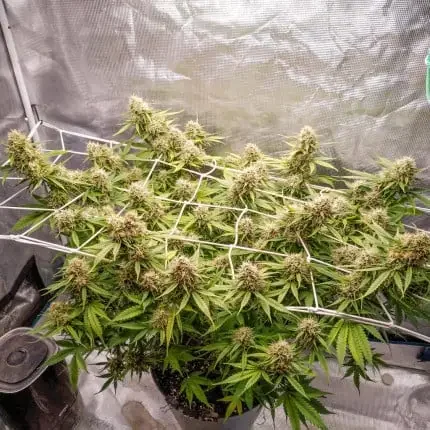 Blueberry Dutch Passion Com 3