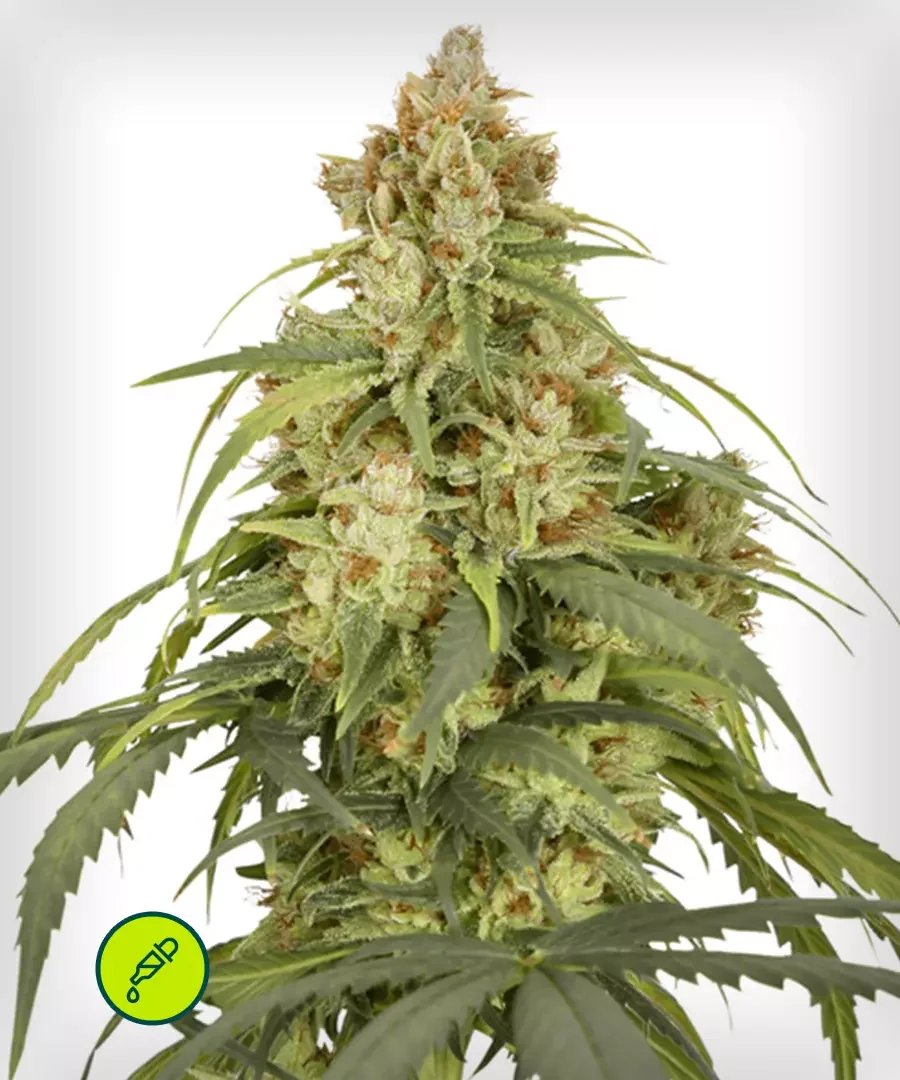 Cbd Victory