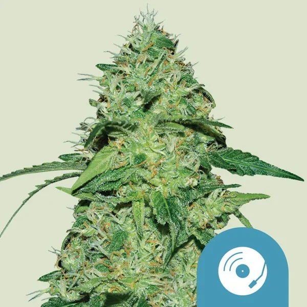 Joanne S Cbd 3