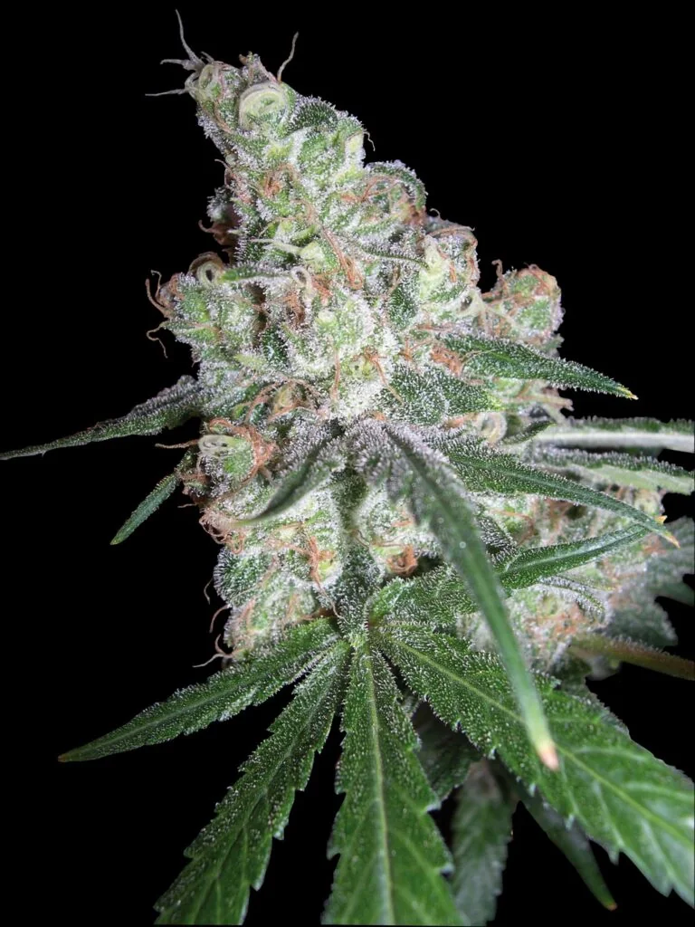 Chocolope