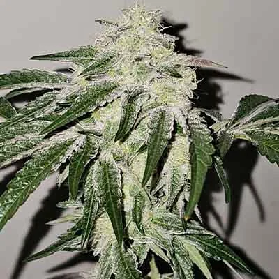 Pink Pie 3