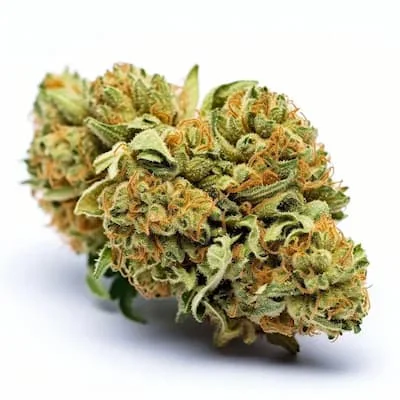 Tangie 4