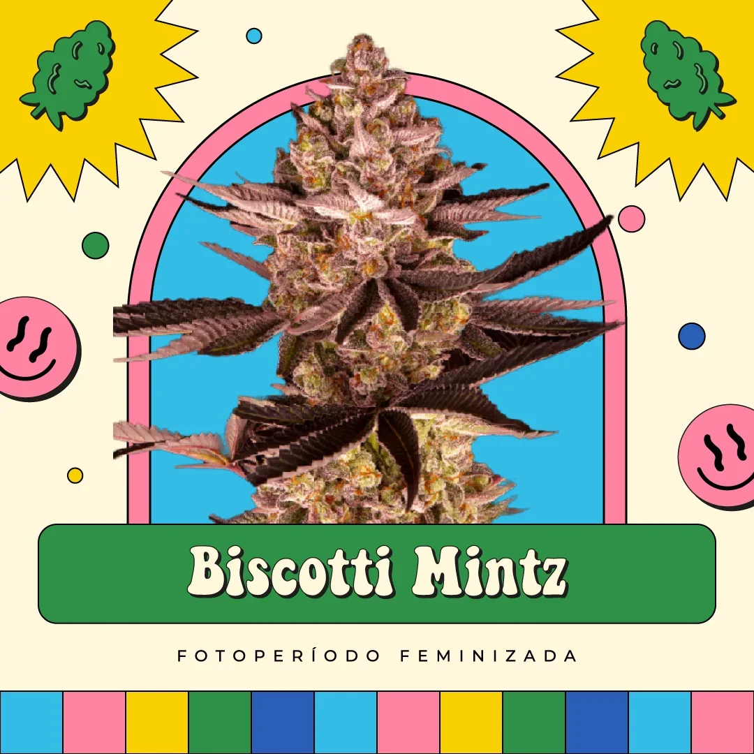 Biscotti Mintz 5