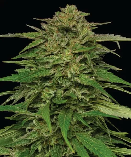 Mango Sherbert 2