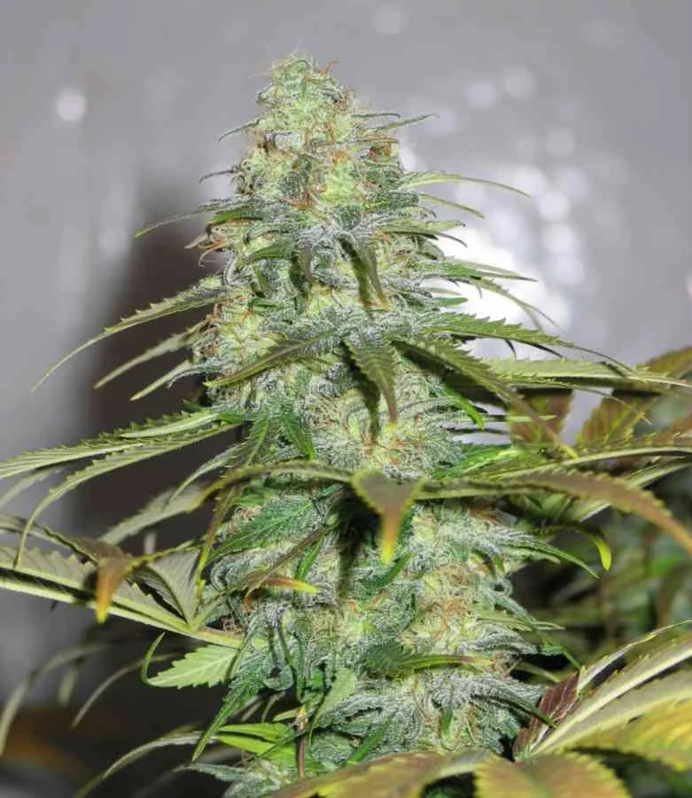 Californian Orange 4