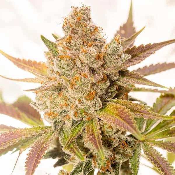 Orange Sherbert 2