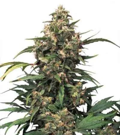 Strawberry Cough 4