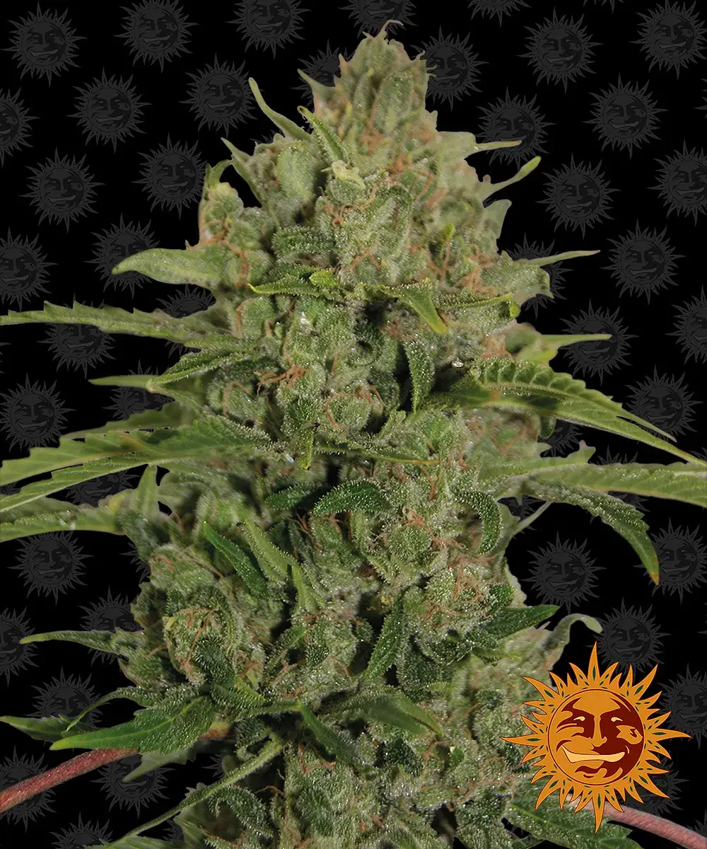Triple Cheese 4