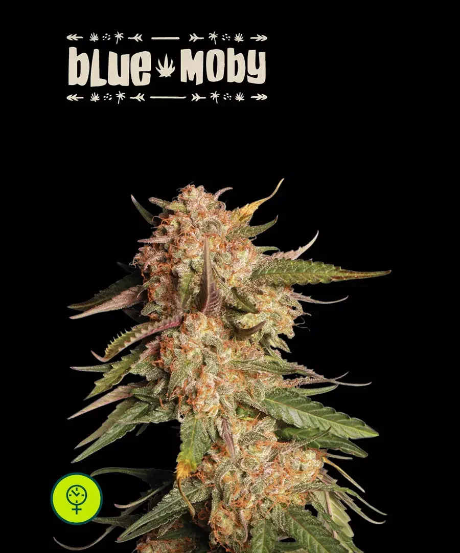 Blue Moby