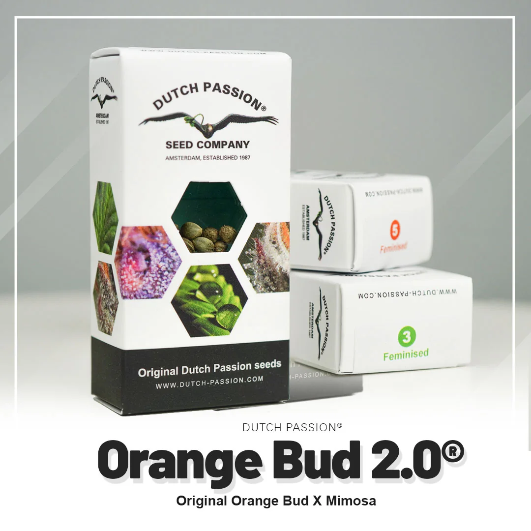 Bud 2