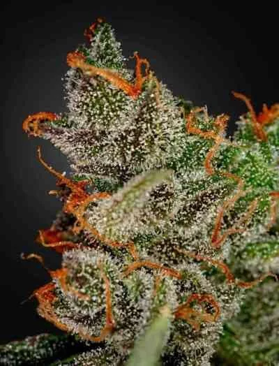 King S Kush 4