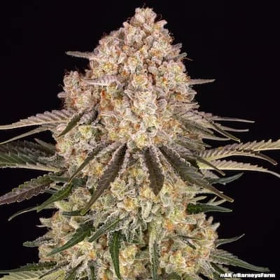 Ak 47 3