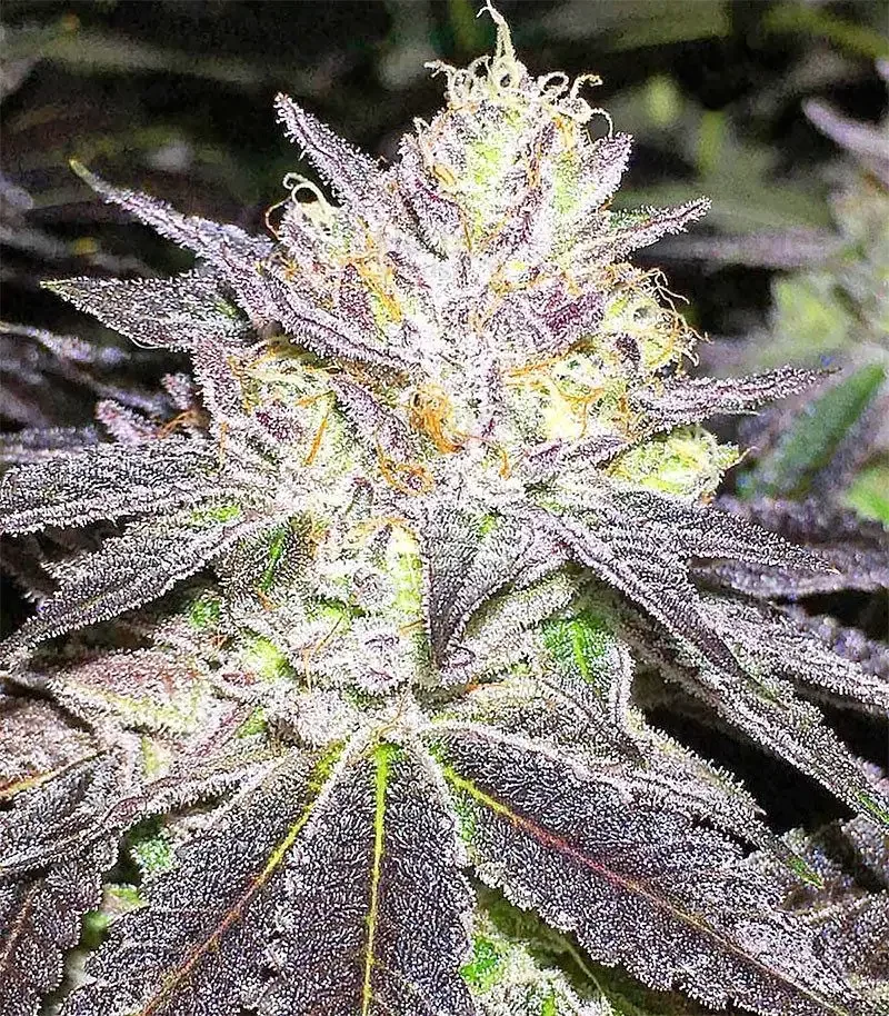 Wedding Zkittlez Fot Bsf