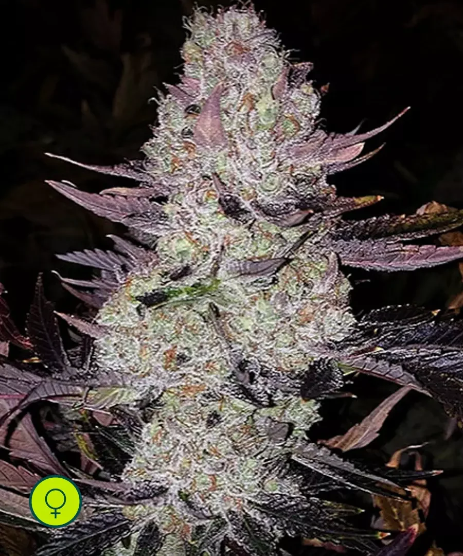 Grape Diamonds R2 2