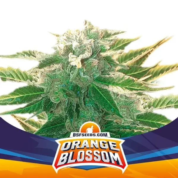Orange Blossom Xxl