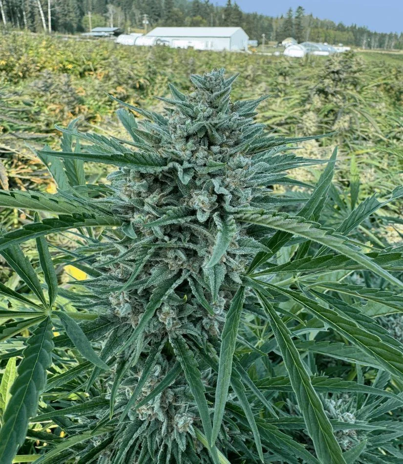 Pink Grizzels Purple City Genetics