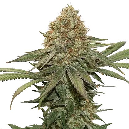 Fruit Cake Cbd