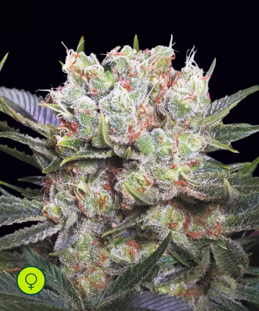 Californian Gold 3