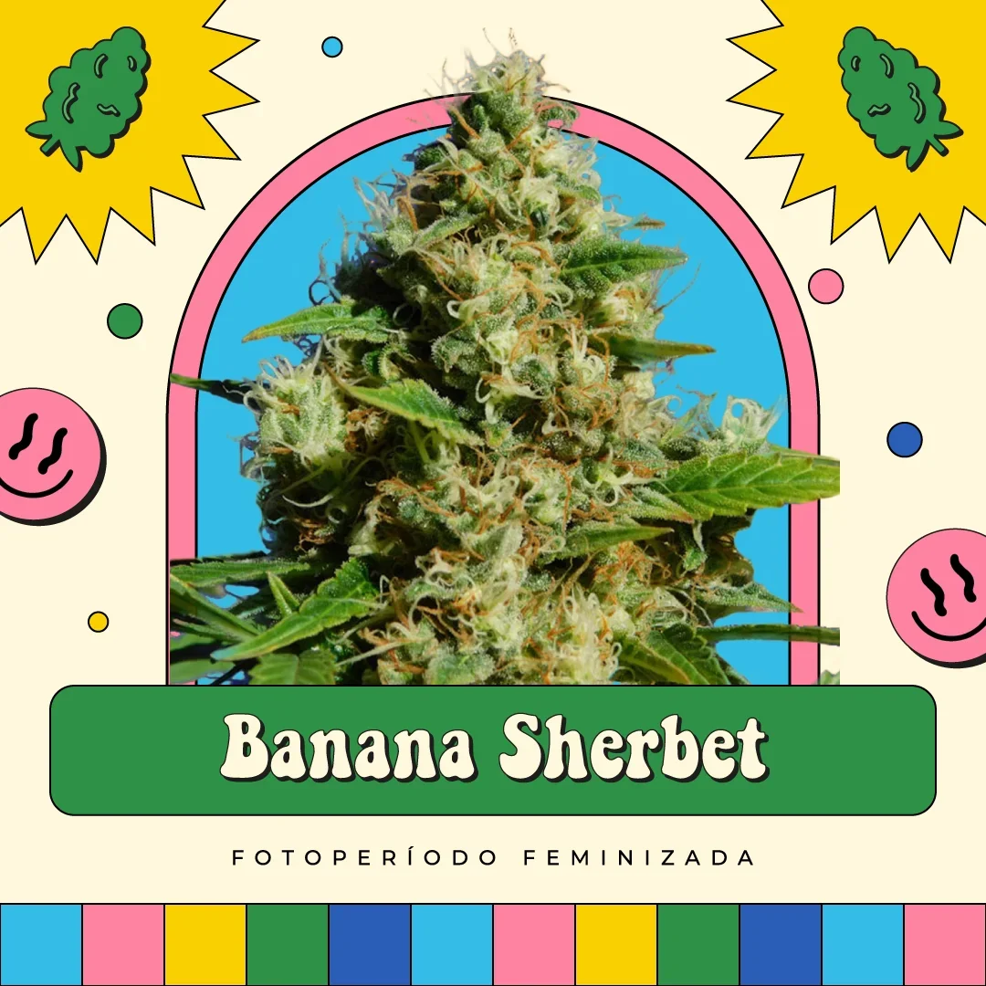 Banana Sherbet