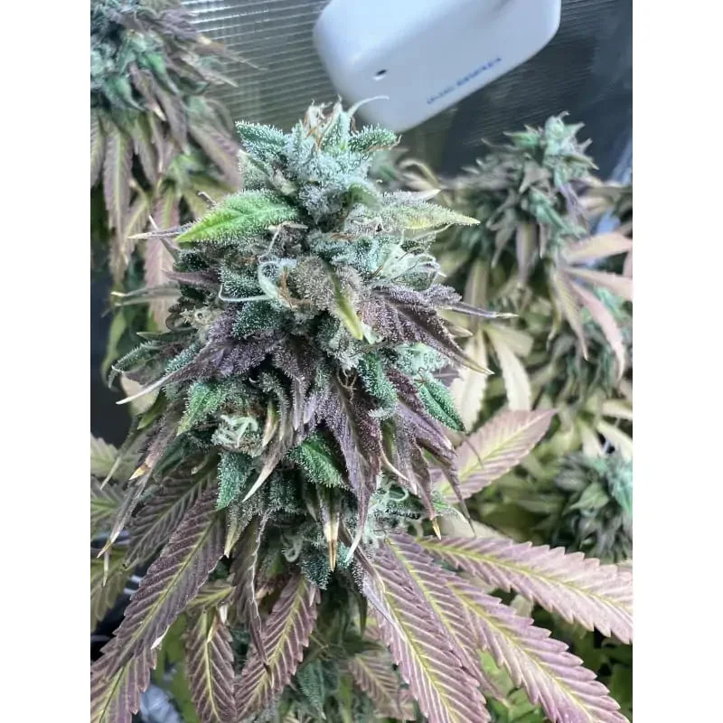 Strawberry Cookies