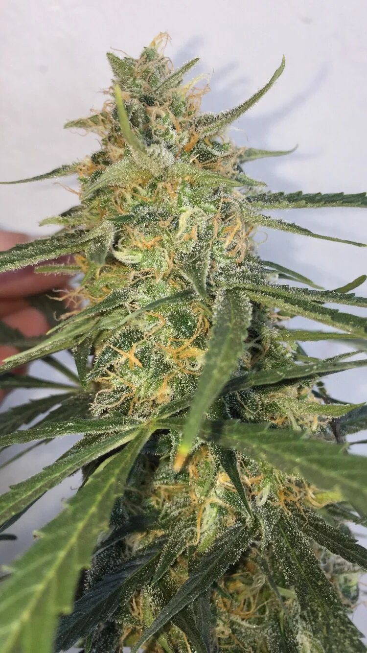 Mack Zkittlez 2