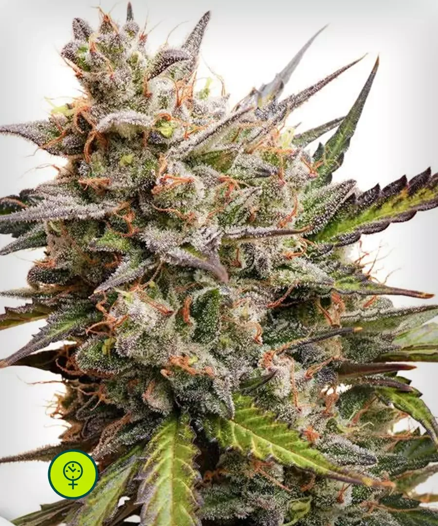 Candy Bubatz Xl